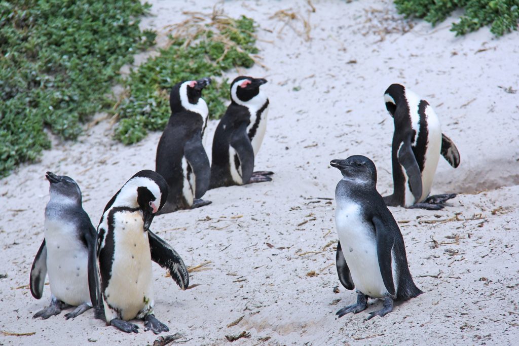 Everyone wants to know about Penguins in Cape Town | Hike Addicts