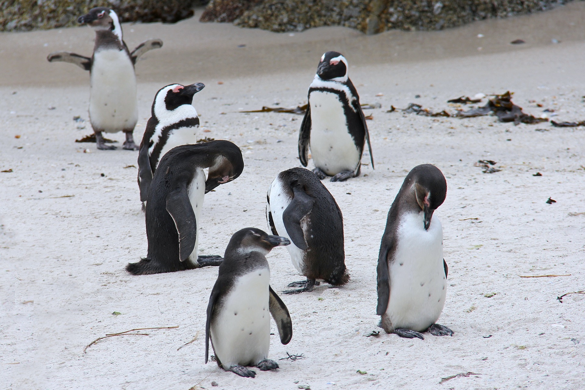Everyone wants to know about Penguins in Cape Town | Hike Addicts
