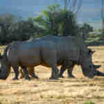 Rhino on Safari at Iverdoorn