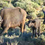 Inverdoorn Wildlife