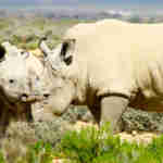 Inverdoorn safari drives