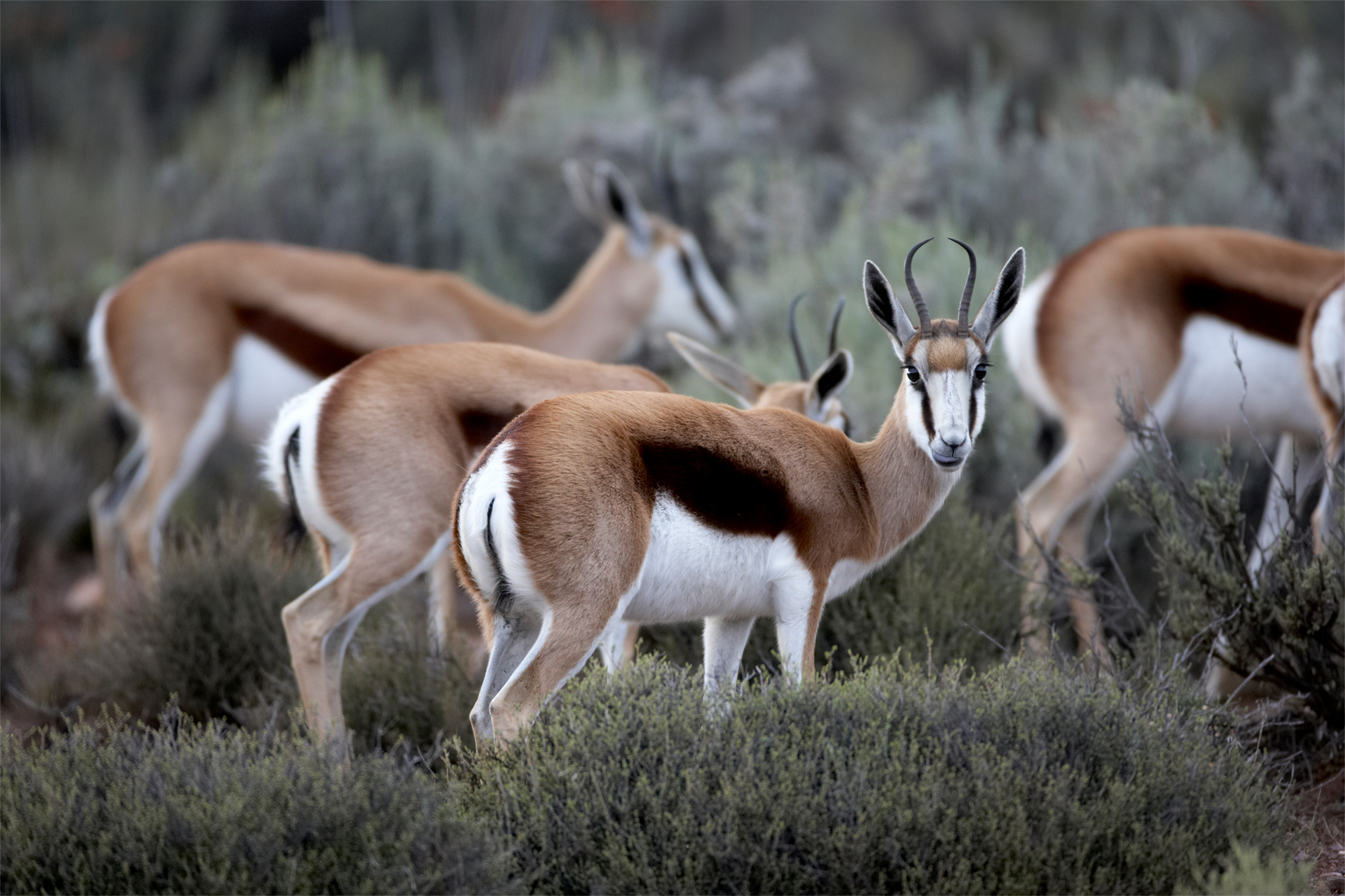 overnight safari cape town