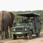 Pumba Game Drive