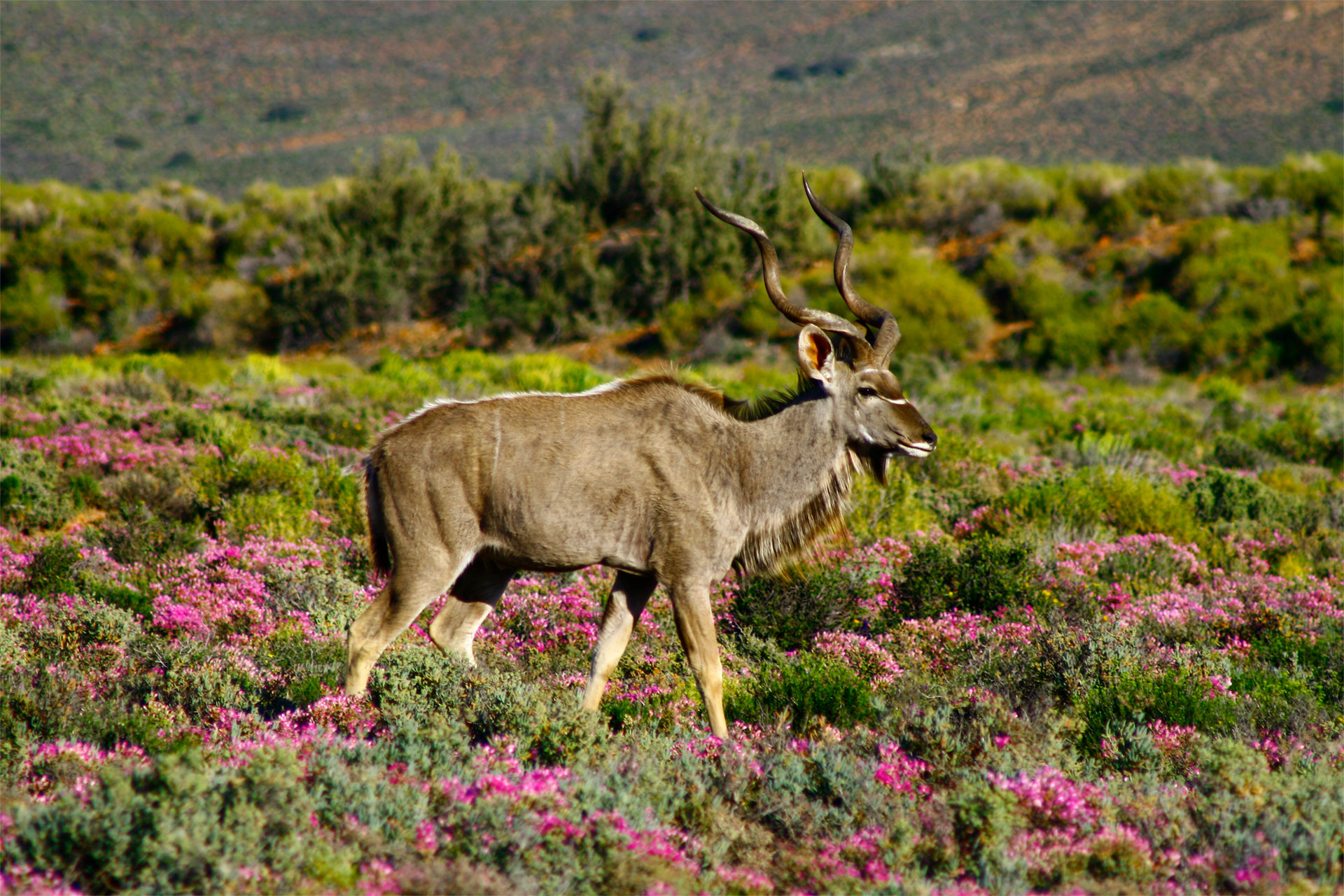 inverdoorn safari cape town