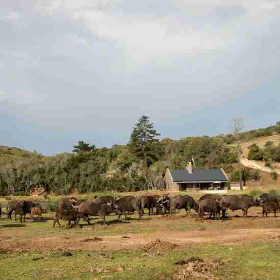 Botlierskop safari