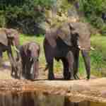 Botlierskop game drive