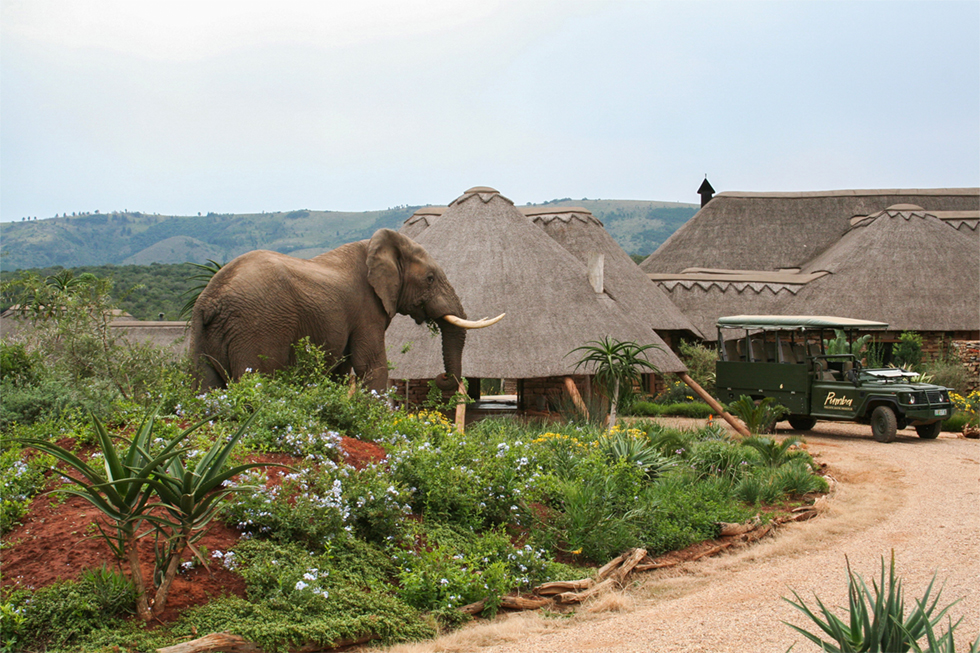 Safari from Cape Town