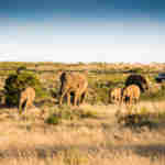 Safari at Gondwana Game Reserve