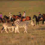 Botlierskop horseback safari