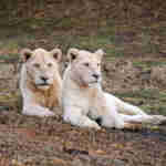 White lions at Pumba