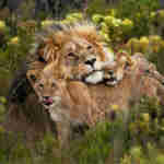 Gondwana safaris