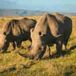 Gondwana Wildlife