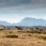 Safari tour Gondwana