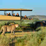 Game drive at Shamwari