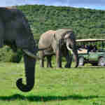 Shamwari safari