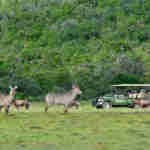 Game drives at Shamwari