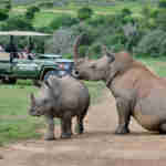 Exclusive game drives at Shamwari