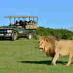 Shamwari safari