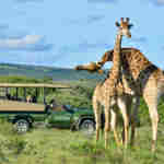 Shamwari wildlife