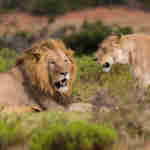 Pumba Safari with Lions