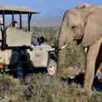 Sanbona Safari