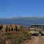 Game drives at Sanbona wildlife reserve