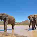 Day safari tour Cape Town