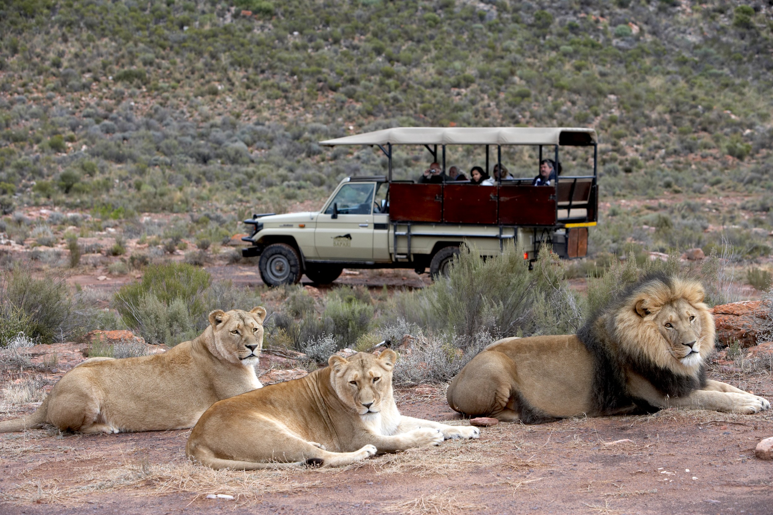 Cape Town Safari in 4x4