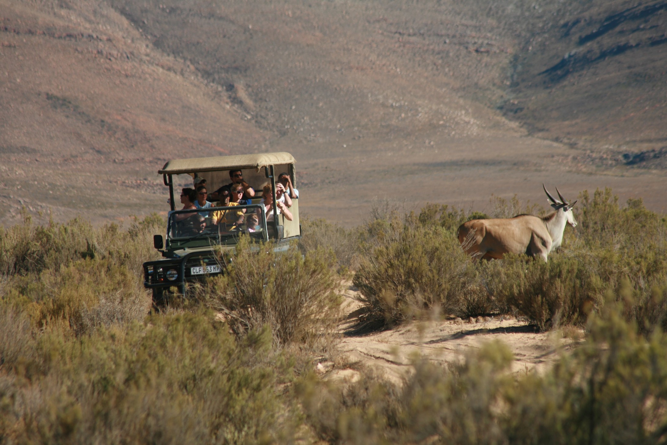 safari trips near cape town