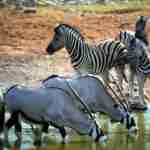 Wildlife safari park close to Cape Town