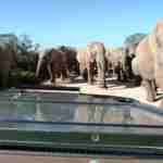 Elephants at Gorah