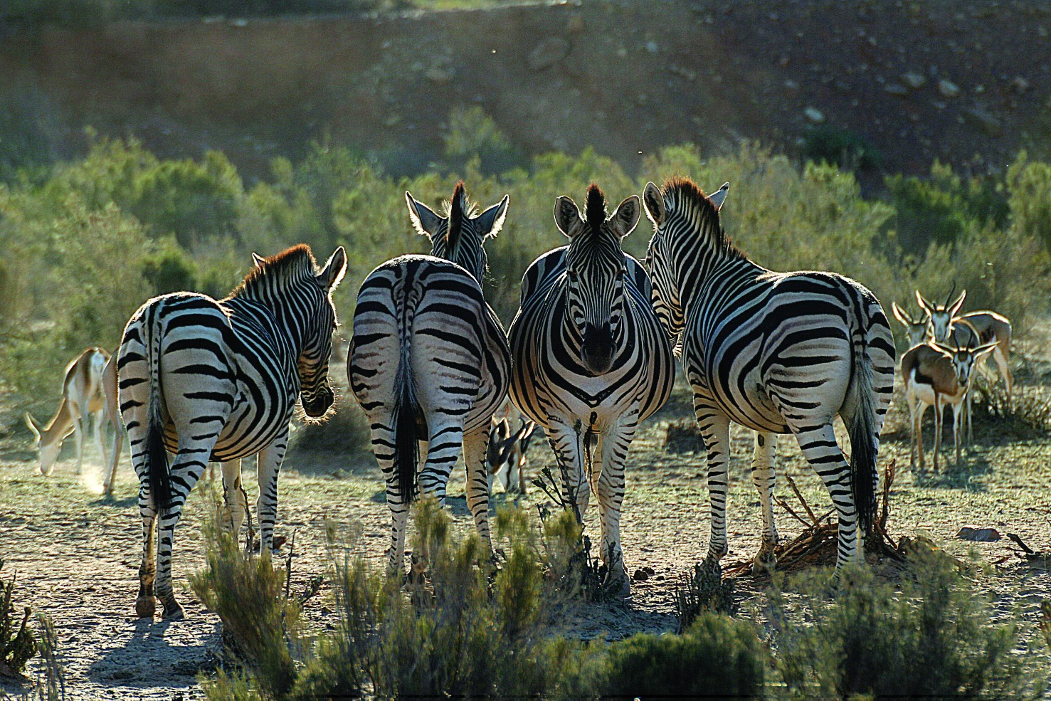 One Day Cape Town Safari Tours and Experiences in South Africa