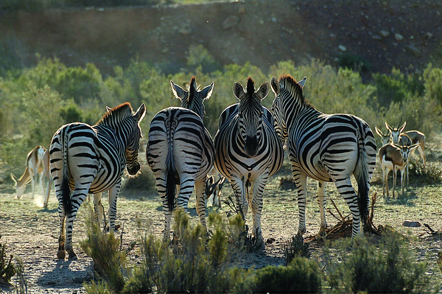 cape town wildlife safari