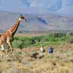 Safari at Sanbona