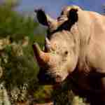 sanbona wildlife