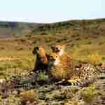 safari at Sanbona